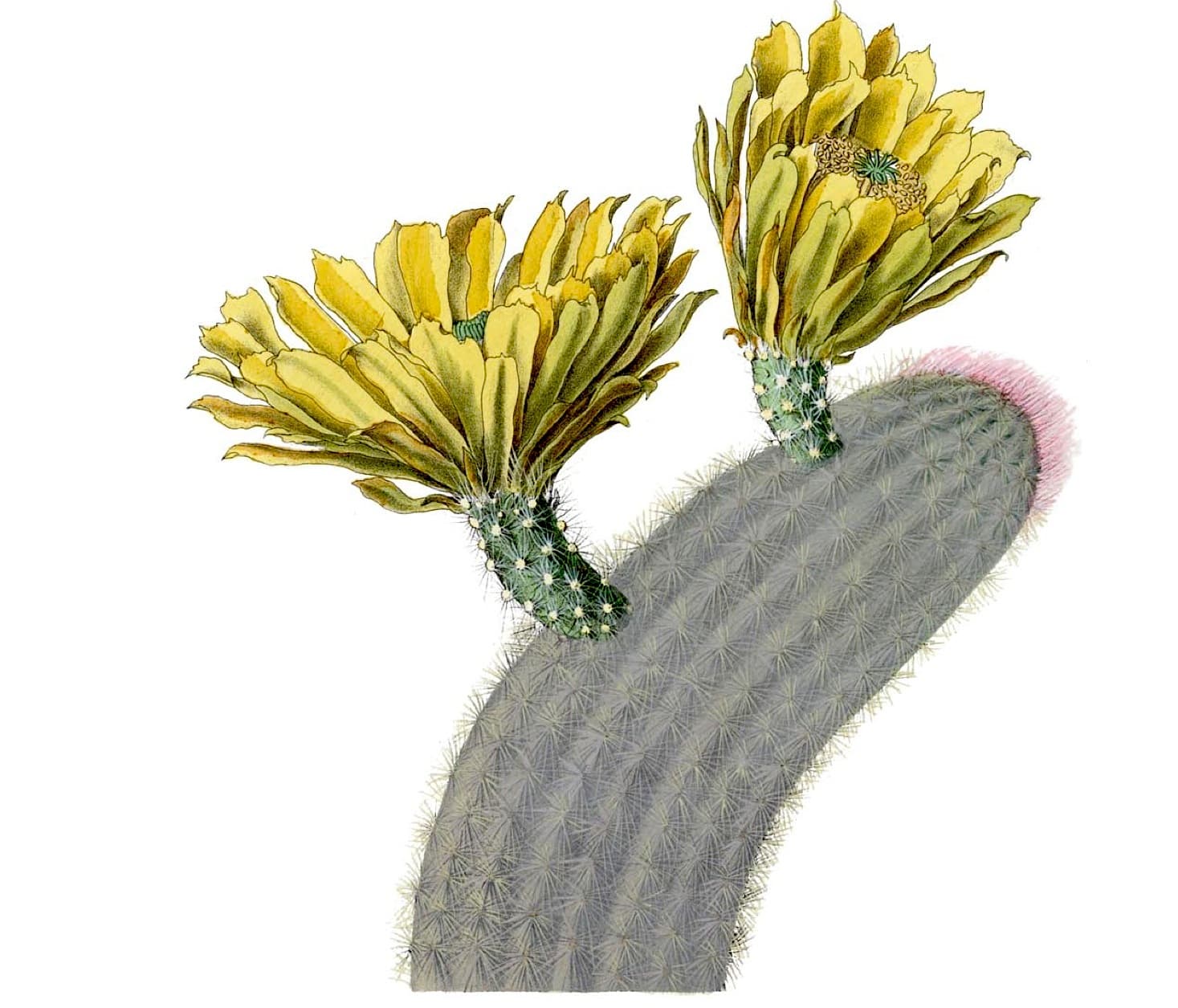 The Rainbow Cactus — Palm Springs