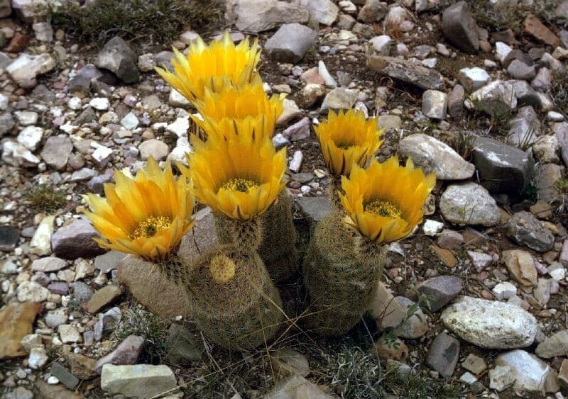 The Rainbow Cactus photo 2