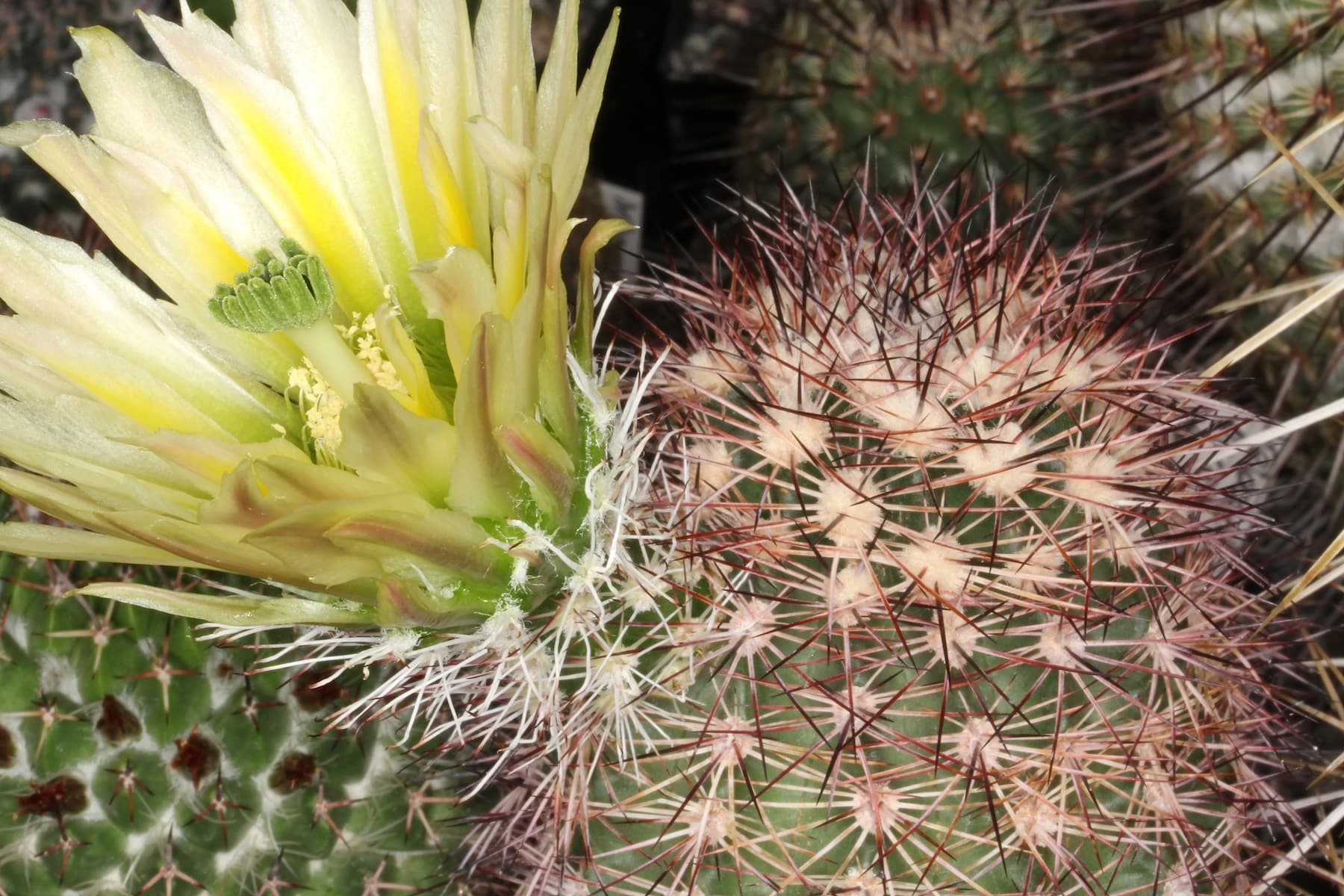 The Rainbow Cactus photo 3